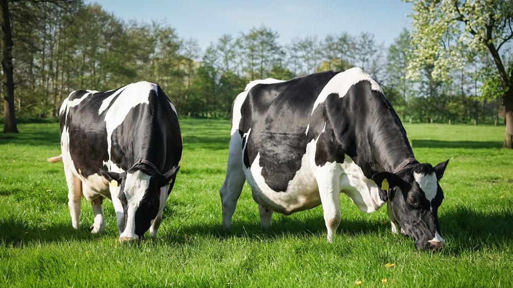 Fièvre Q : une carte pour visualiser la présence de la maladie