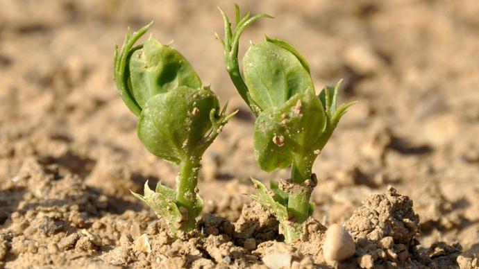Jeunes plantes de pois protéagineux