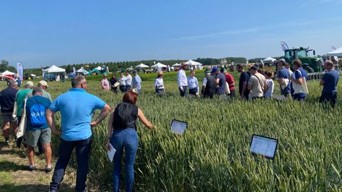 Sur la plateforme agronomique de 30 ha de la ferme pilote du Groupe Carré, les clients agriculteurs ont pu visiter les nombreux essais multicultures : variétés, désherbage, protection fongicide…