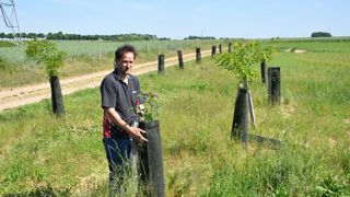 Étienne de Saint-Laumer a choisi quatre essences en bordure de champ, pour offrir, dans une dizaine d’années, de l’ombre et des fourrages à ses brebis.