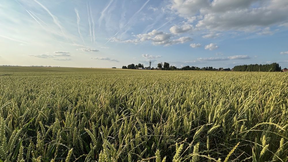 Champ de blé