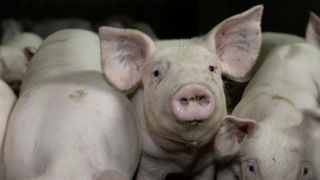Selon des sources au sein d'Inaporc, des représentants de l’aval redoutent de devoir mettre la main au portefeuille en cas de complications sanitaires, notamment, en cas de survenue de peste porcine africaine en France. Selon des sources au sein d'Inaporc, des représentants de l’aval redoutent de devoir mettre la main au portefeuille en cas de complications sanitaires, notamment, en cas de survenue de peste porcine africaine en France.