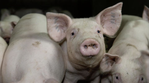 Selon des sources au sein d'Inaporc, des représentants de l’aval redoutent de devoir mettre la main au portefeuille en cas de complications sanitaires, notamment, en cas de survenue de peste porcine africaine en France. Selon des sources au sein d'Inaporc, des représentants de l’aval redoutent de devoir mettre la main au portefeuille en cas de complications sanitaires, notamment, en cas de survenue de peste porcine africaine en France.