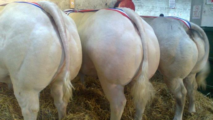 Concours bovins Feurs 2013