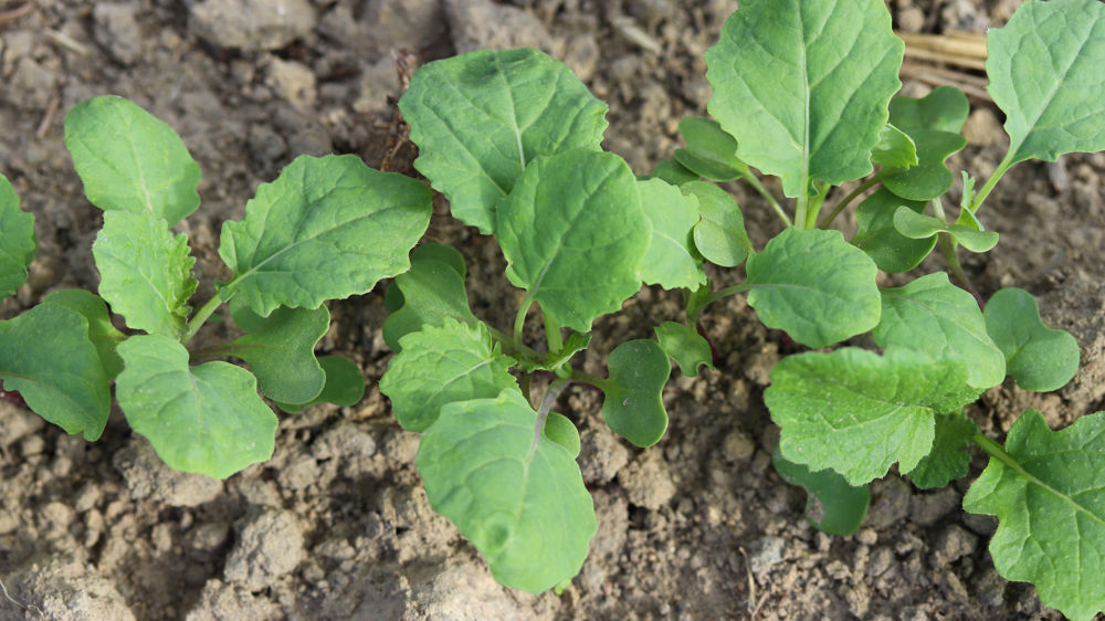 Comment bien choisir sa variété de colza ?