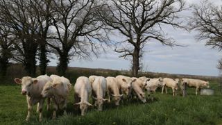 Le regroupement des lots de bovins pour constituer des troupeaux plus importants est une mesure reconnue pour réduire la vulnérabilité.