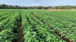 Les tonnages globaux de légumes de plein champ produits pour l’industrie ont été en hausse en 2024 sur l’ensemble du territoire. Les tonnages globaux de légumes de plein champ produits pour l’industrie ont été en hausse en 2024 sur l’ensemble du territoire.