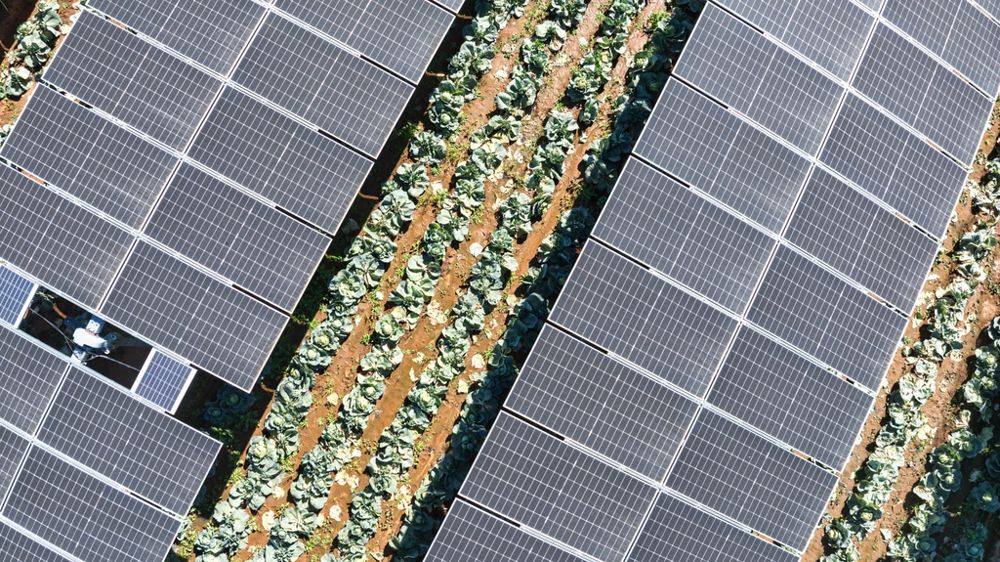 Cultures sous panneaux photovoltaïques