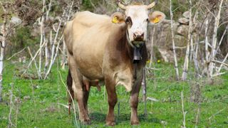 Sept animaux ont présenté des signes cliniques de dermatose nodulaire contagieuse dans un élevage de Sardaigne. Sept animaux ont présenté des signes cliniques de dermatose nodulaire contagieuse dans un élevage de Sardaigne.