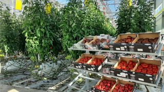En dégustant à l'aveugle, les consommateurs n'ont pas fait de différence entre une tomate hydriquement stressée et une non. En dégustant à l'aveugle, les consommateurs n'ont pas fait de différence entre une tomate hydriquement stressée et une non.