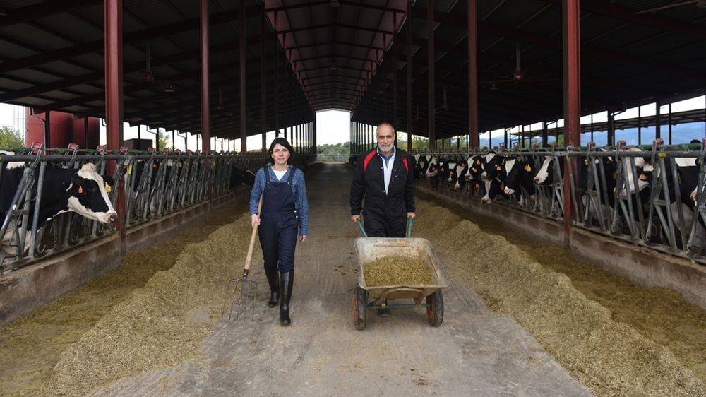 Jeune éleveuse et vieil éleveur de vaches laitières Jeune éleveuse et vieil éleveur de vaches laitières
