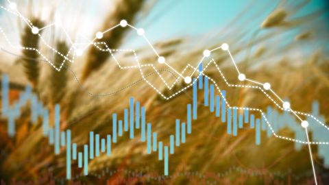 « Le blé est confronté à la pression de (bonnes) récoltes dans l'hémisphère Nord, sur les trois continents, aux États-Unis, en Europe et en Chine », note Michael Zuzolo, de Global Commodity Analytics and Consultin