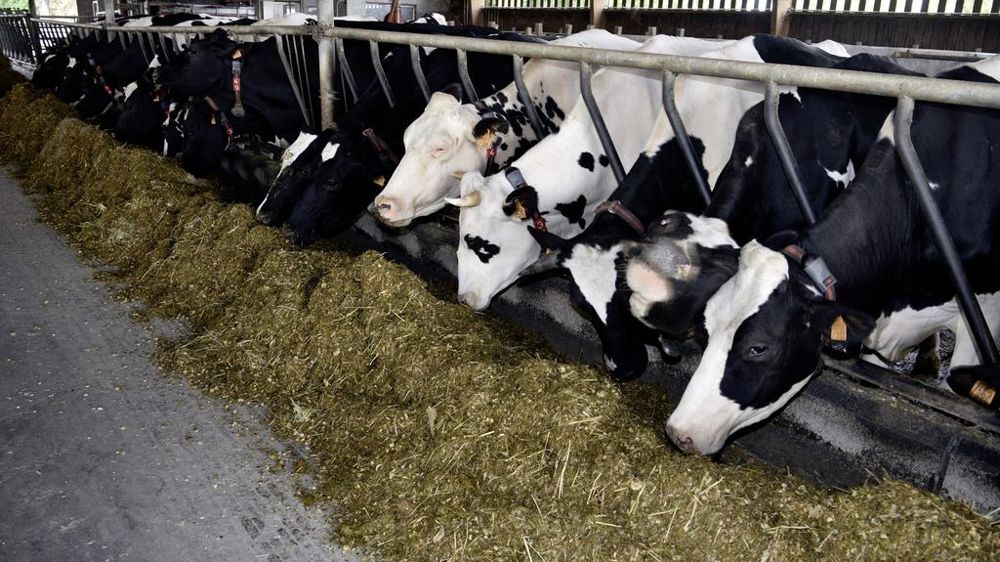 Entre 1980 et 2020, les cheptels laitiers se sont effondrés en passant de 7,1 millions à 3,3 millions de têtes.