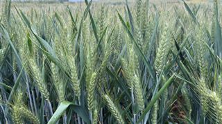 En France, la production de blé s’annonce meilleure qu'en 2024, en dépit de petites inquiétudes liées à l’actuelle vague de chaleur. En France, la production de blé s’annonce meilleure qu'en 2024, en dépit de petites inquiétudes liées à l’actuelle vague de chaleur.