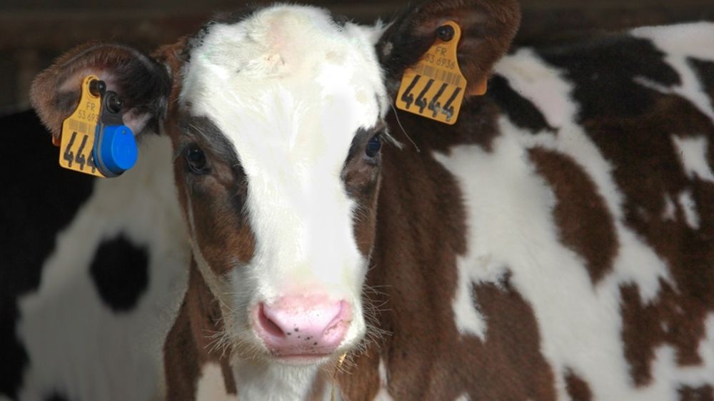 Boucle Sensehub pour les veaux