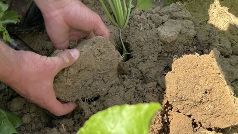 « Tout l'enjeu de l'agriculture régénératrice, c'est la verticalité. On vise une meilleure résilience aux aléas climatiques. En cas de forte pluviométrie, l'eau va pouvoir s'infiltrer dans le sol et à l'inverse, en cas de sécheresse, on va avoir des racines capables d'aller chercher de l'eau plus facilement en profondeur », ajoute Clément Bunias, responsable de la ferme pilote de Saint-Louis Sucre.