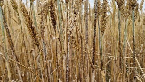 La maladie de la rouille noire se manifeste par des pustules brun rougeâtre sur les tiges de blé, qui évoluent en stries noires d’aspect déchiré et rugueux.