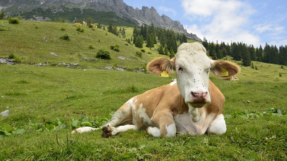 Les insectes, types stomoxes ou taons peuvent être vecteurs de la maladie. 