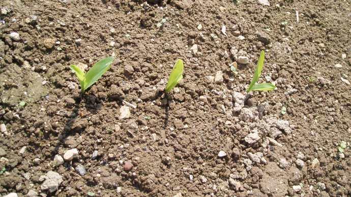 Jeunes plantes de maïs.