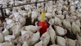 Les volumes d’aliments produits en Bretagne continuent de diminuer régulièrement dans toutes les filières, à l’exception des bovins.