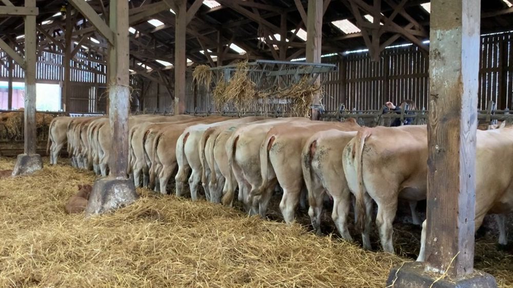 Vaches Blonde d'Aquitaine aux cornadis