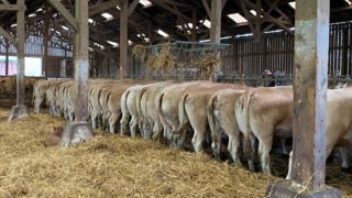 Grouper les vêlages permet de rationnaliser son travail, en groupant toutes les opérations de surveillance sur l'élevage (vaccins, pesées, suivi des chaleurs...). Grouper les vêlages permet de rationnaliser son travail, en groupant toutes les opérations de surveillance sur l'élevage (vaccins, pesées, suivi des chaleurs...).
