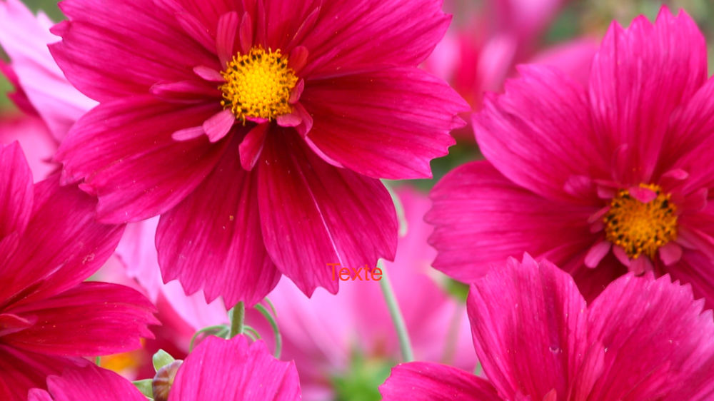 Cosmos bipinnatus ‘Fandango’. Cosmos bipinnatus ‘Fandango’.