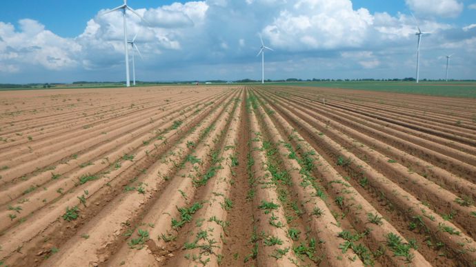 Gérer le laiteron des champs sans herbicide
