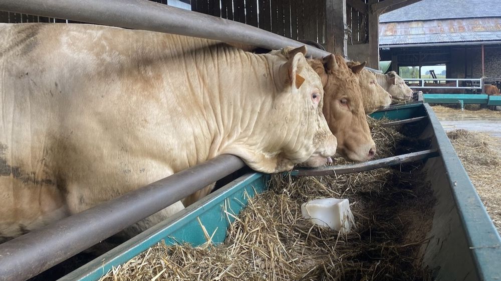 Engraissement de jeunes bovins