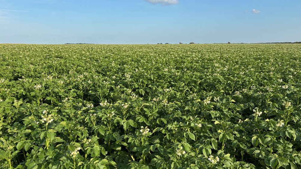 « Les surfaces de pommes de terre ont progressé de manière beaucoup plus contenue chez les producteurs "historiques" » et « les nouveaux producteurs sont en très grande majorité à l'origine de cette augmentation », note le CNIPT