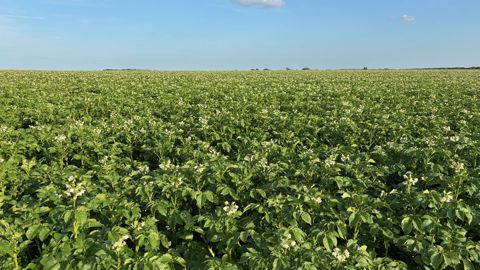« Les surfaces de pommes de terre ont progressé de manière beaucoup plus contenue chez les producteurs "historiques" » et « les nouveaux producteurs sont en très grande majorité à l'origine de cette augmentation », note le CNIPT
