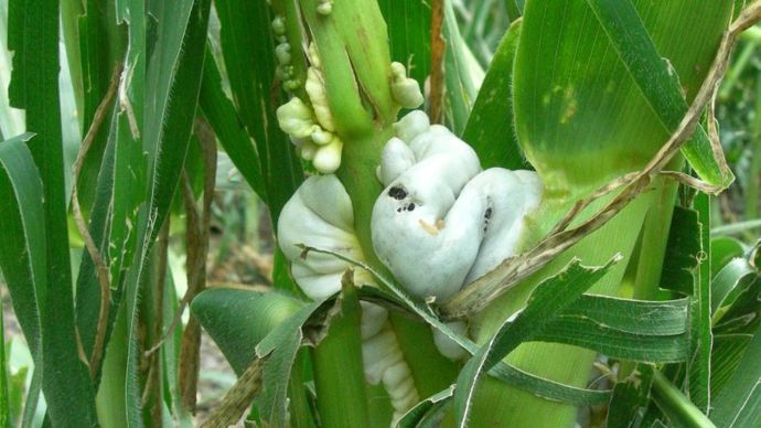 Retrouvez les conseils d'Arvalis pour savoir quelle conduite adopter en cas de maïs grêlé. 