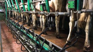 En moyenne de janvier à fin mai 2025, le prix du lait de vache conventionnel à teneur réelles progresse de 7,3 % par rapport à la même période en 2024. En moyenne de janvier à fin mai 2025, le prix du lait de vache conventionnel à teneur réelles progresse de 7,3 % par rapport à la même période en 2024.