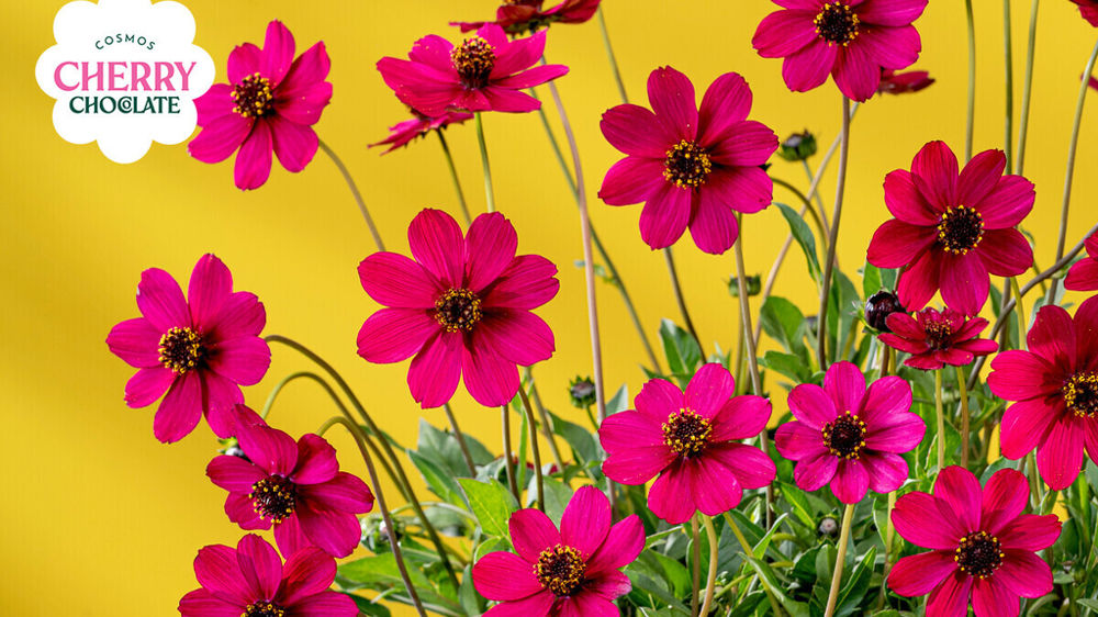 Cosmos Cherry Chocolate. Cosmos Cherry Chocolate.