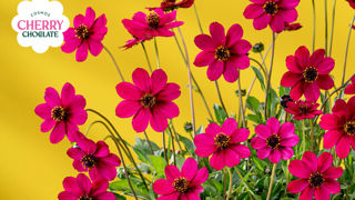 Cosmos Cherry Chocolate. Cosmos Cherry Chocolate.