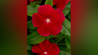 Catharanthus roseus F1 Titan-ium™. Catharanthus roseus F1 Titan-ium™.