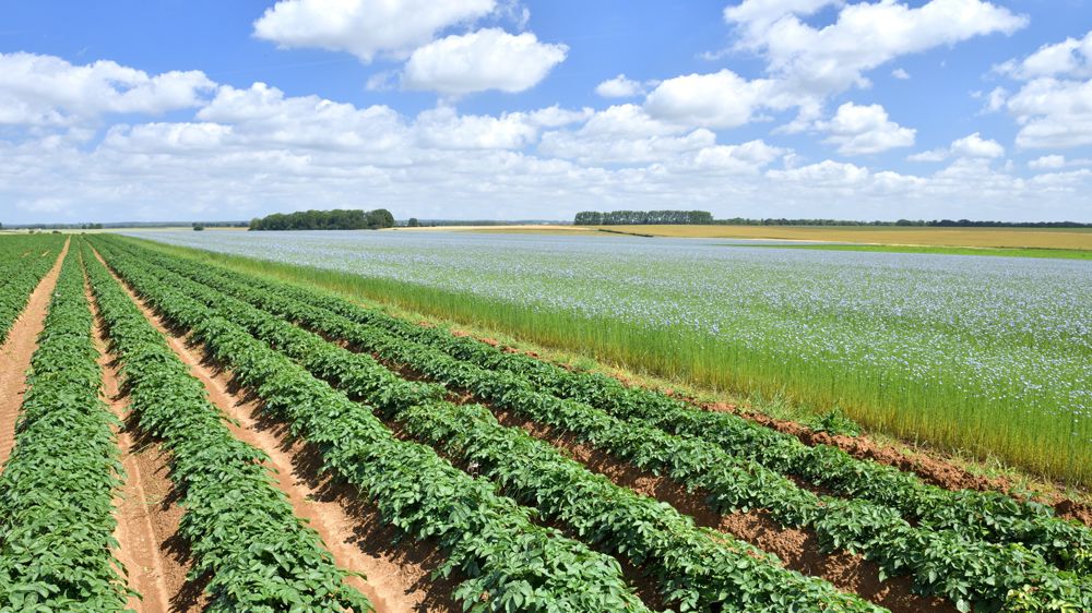 L'Anses durcit les conditions d'utilisation du cuivre en agriculture