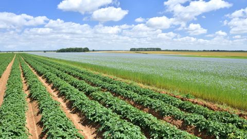L'Anses durcit les conditions d'utilisation du cuivre en agriculture