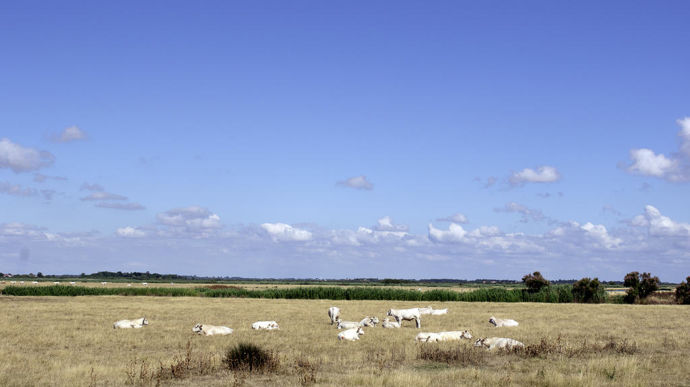 Les trois chiffres de l’impact du climat sur l’agriculture européenne