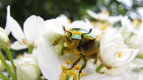 Cétoine dorée sur Choisya.