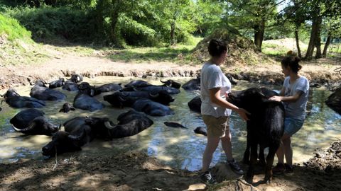 Elevage de bufflonnes dans les Landes