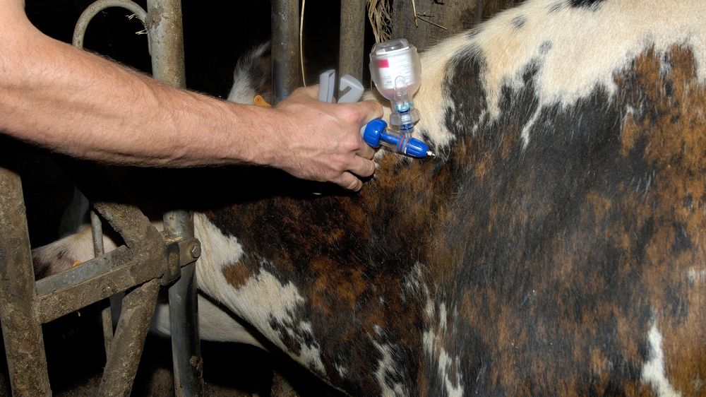 La campagne de vaccination va débuter début de semaine prochaine. 