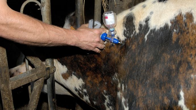 La campagne de vaccination va débuter début de semaine prochaine. 