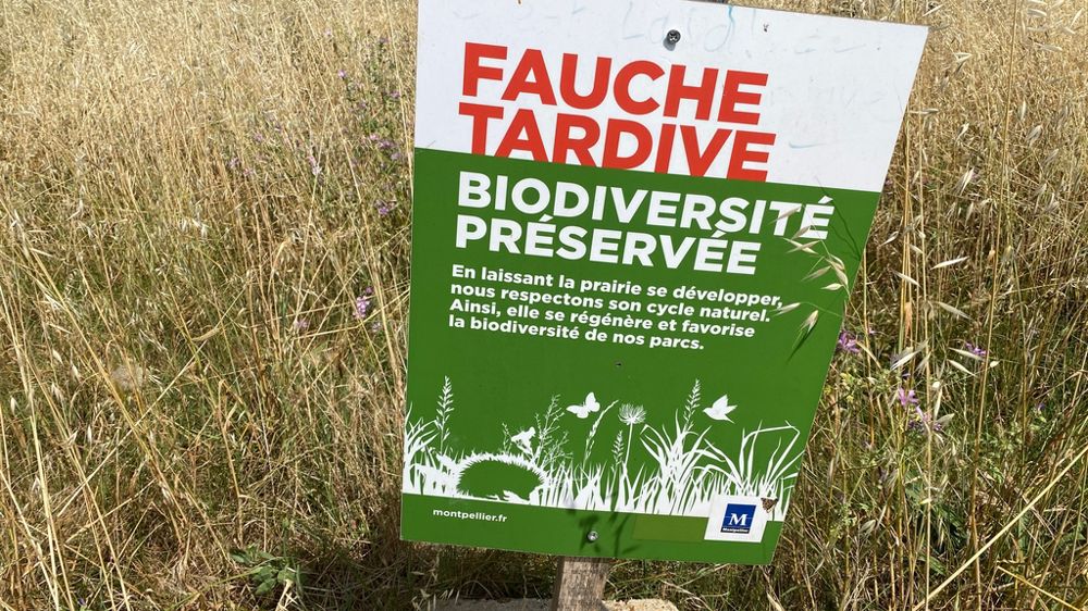 La fauche tardive constitue un outil de gestion favorable à la biodiversité. Pour être acceptée, elle doit s’accompagner d’une communication claire, afin d’éviter les malentendus auprès du public. La fauche tardive constitue un outil de gestion favorable à la biodiversité. Pour être acceptée, elle doit s’accompagner d’une communication claire, afin d’éviter les malentendus auprès du public.