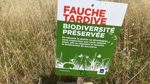 La fauche tardive constitue un outil de gestion favorable à la biodiversité. Pour être acceptée, elle doit s’accompagner d’une communication claire, afin d’éviter les malentendus auprès du public. La fauche tardive constitue un outil de gestion favorable à la biodiversité. Pour être acceptée, elle doit s’accompagner d’une communication claire, afin d’éviter les malentendus auprès du public.