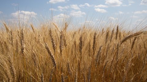 Au 14 juillet 2025, 92 % de la sole de blé dur était récoltée, selon l'observatoire Céré'Obs de FranceAgriMer. Au 14 juillet 2025, 92 % de la sole de blé dur était récoltée, selon l'observatoire Céré'Obs de FranceAgriMer.