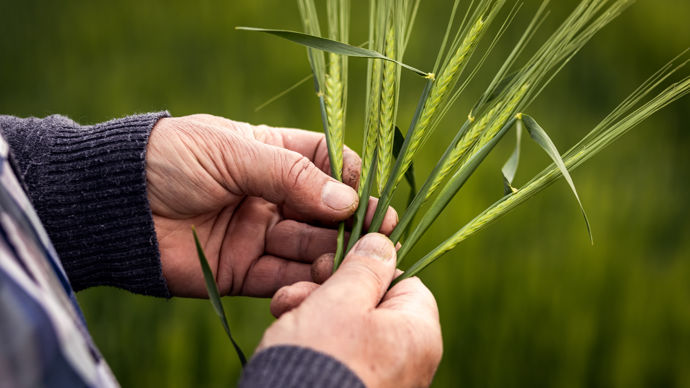 Fongicides orge : préparez dès à présent la prochaine campagne