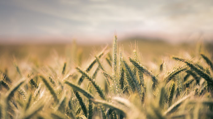 Sur blé tendre, la gamme fongicides d’Adama fait preuve d’agilité