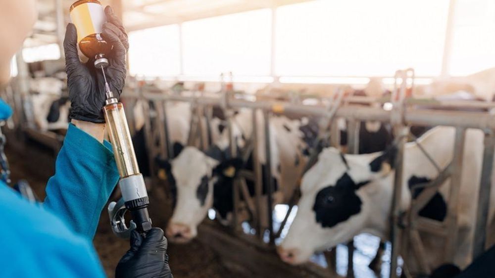 La campagne de vaccination doit débuter dans un périmètre situé à 20 kilomètres autour des foyers.