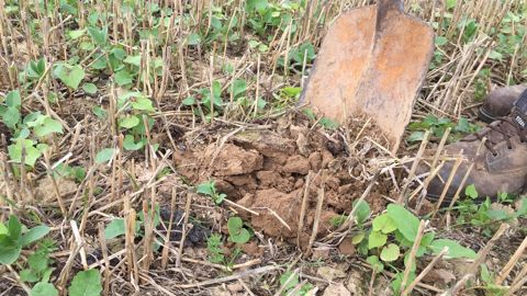 Les équipes Terres Inovia rappellent les points clés d'une implantation réussie pour le colza.